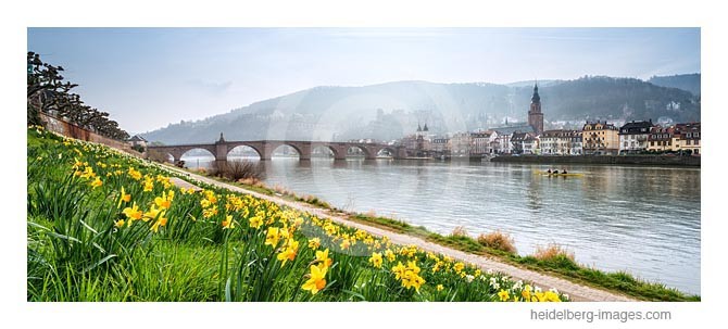 Archiv-Nr. hc2014132 | Narzissenblüte am Neckar