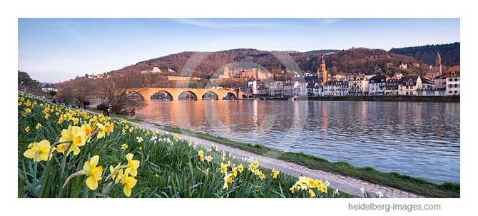 Archiv-Nr. hc2020114 | Frühlingsblüte und Heidelberger Altstadt