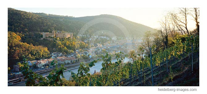 Archiv-Nr. hc97156 | Blick über die Weinberge auf Heidelberg