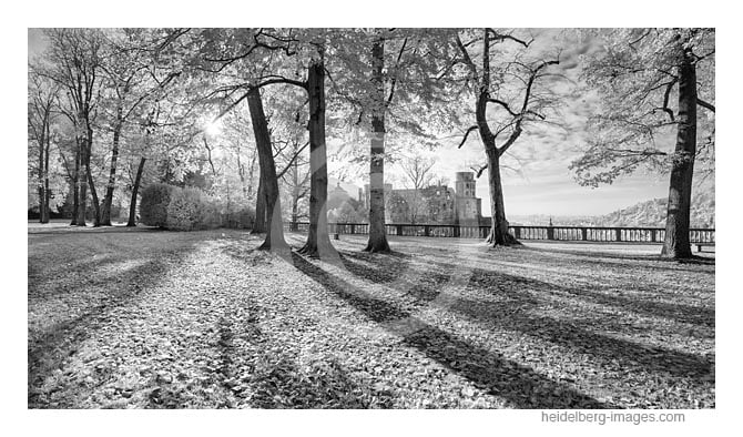 Archiv-Nr. h2017171 | "Hortus Palatinus", Schlossgarten