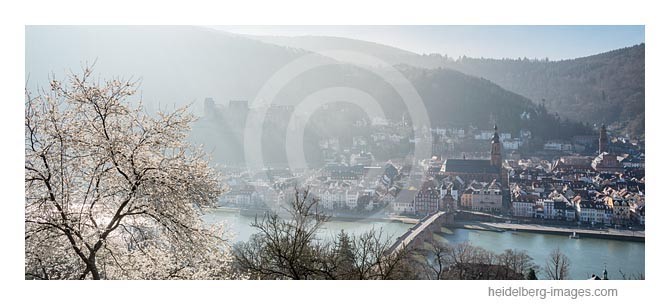 Archiv-Nr. hc2014124 | Frühlingsblüten am Philosophenweg