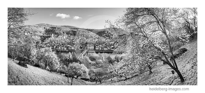 Archiv-Nr. h2016107 | Heidelberg im Frühling