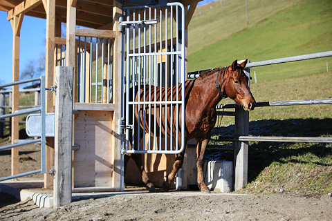 Das Selektionstor mit dem Zugang...