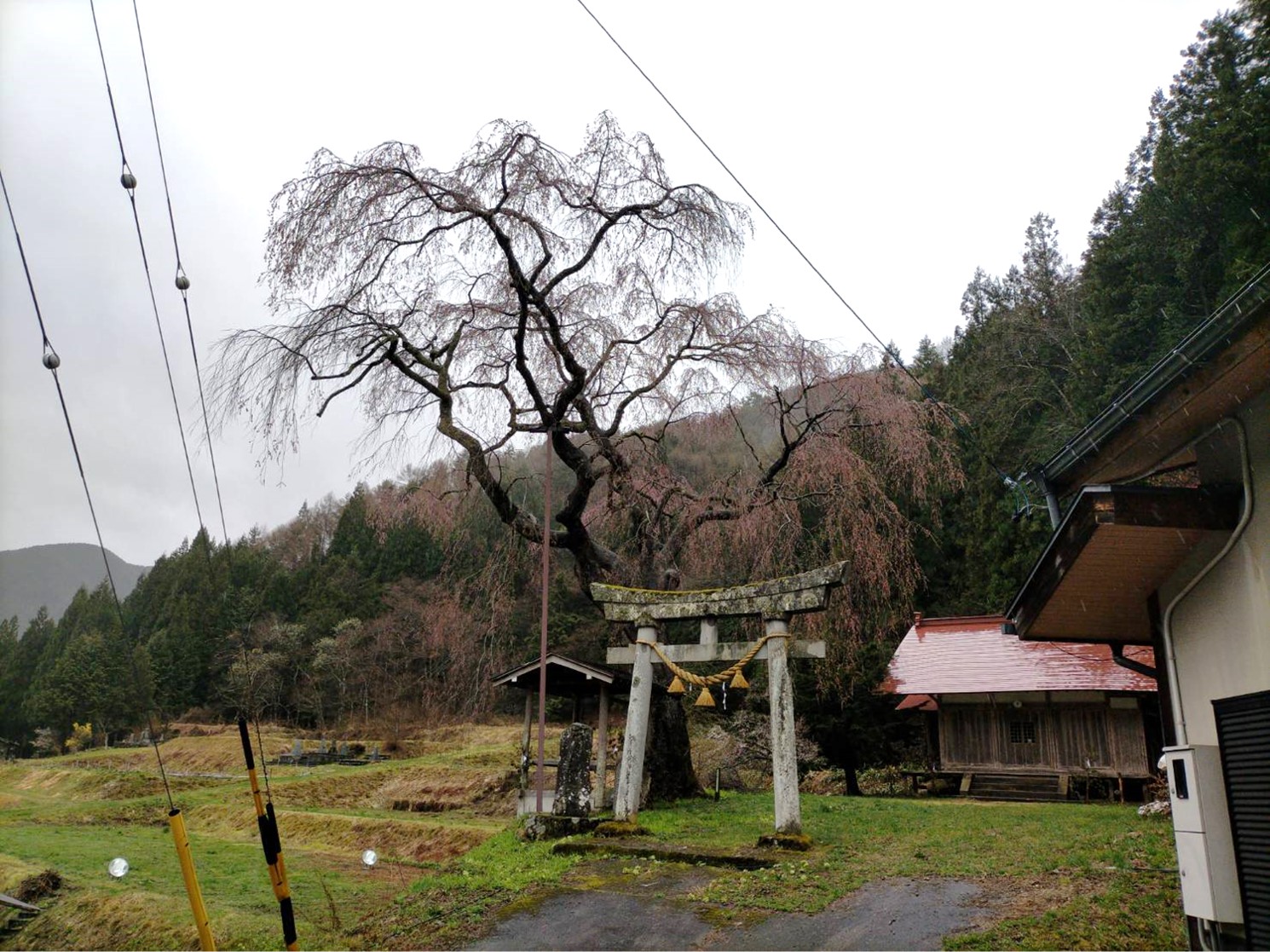 天満神社…咲き始め・満開予想4/13