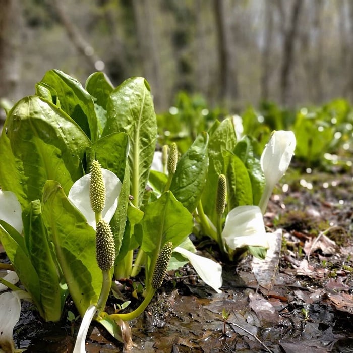 飛騨高山　美女高原の水芭蕉1