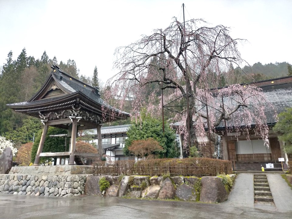 宝蓮寺…9分咲き・満開予想4/8