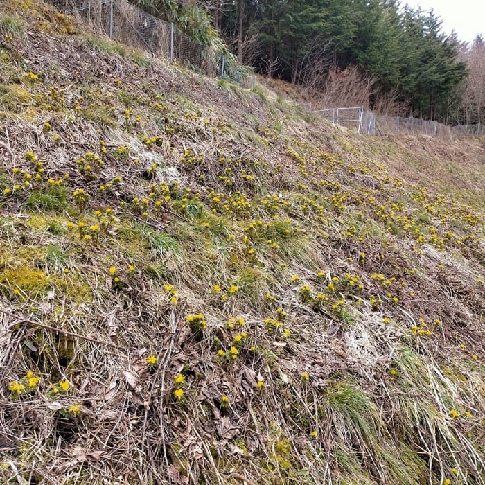 飛騨高山の福寿草：朝日町青屋