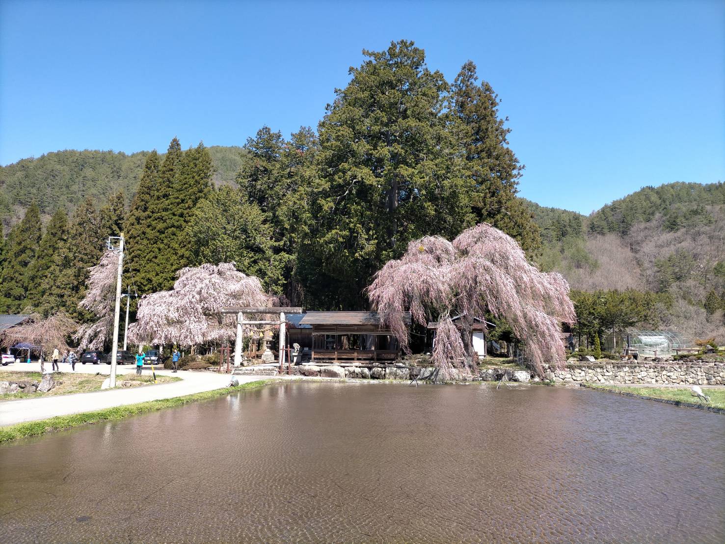 青屋神明神社の子桜…7分咲き・満開予想4/11