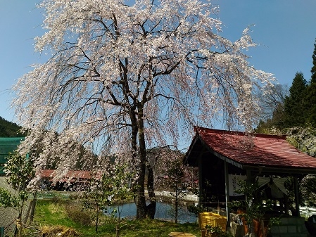 高山市朝日町寺澤地区　神明神社御旅所の枝垂れ桜