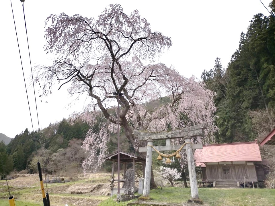 天満神社の枝垂れ桜…満開