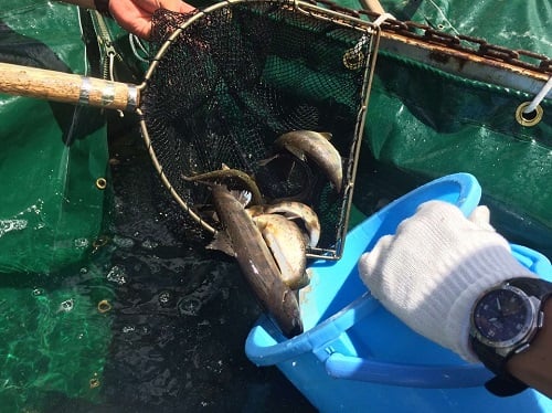 大会前日に大漁にアマゴを放流します