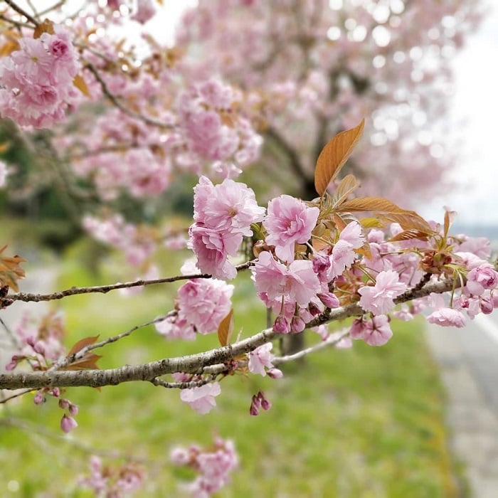 道の駅ひだ朝日村の八重桜1