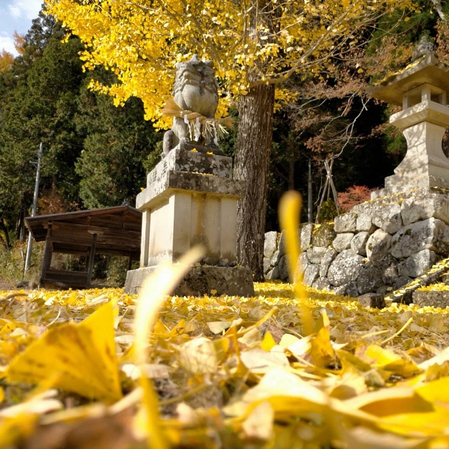 イチョウのじゅうたん　金峰神社