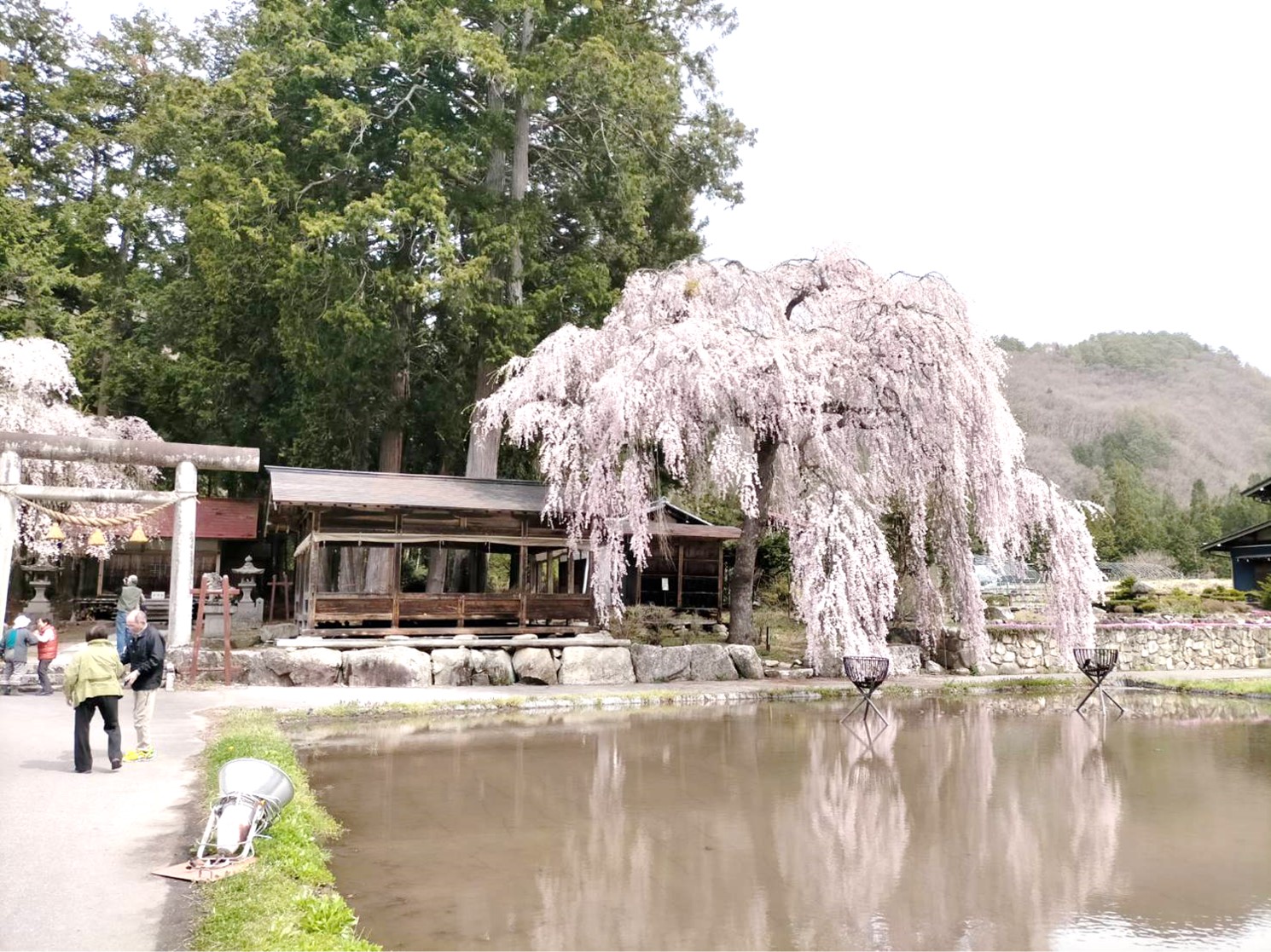 青屋神明神社の子桜…満開