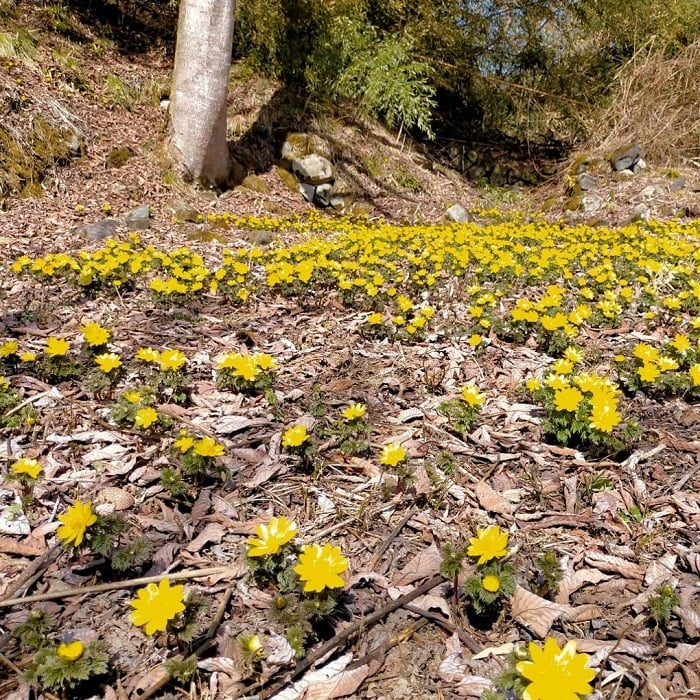 飛騨高山福寿草情報：朝日町大広