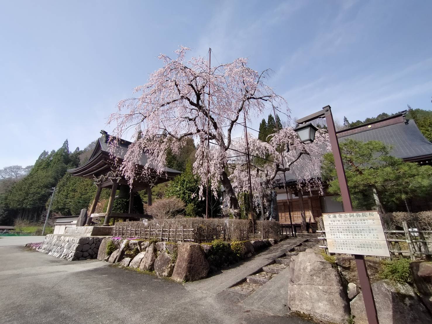 宝蓮寺の阿弥陀桜…満開