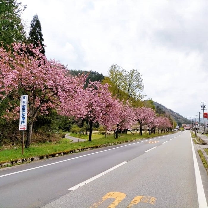 道の駅ひだ朝日村の八重桜2