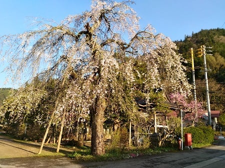 高山市朝日町甲地区円城寺の枝垂れ桜