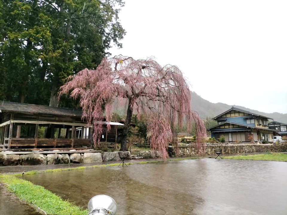 青屋神明神社の子桜…7分咲き・満開予想4/10