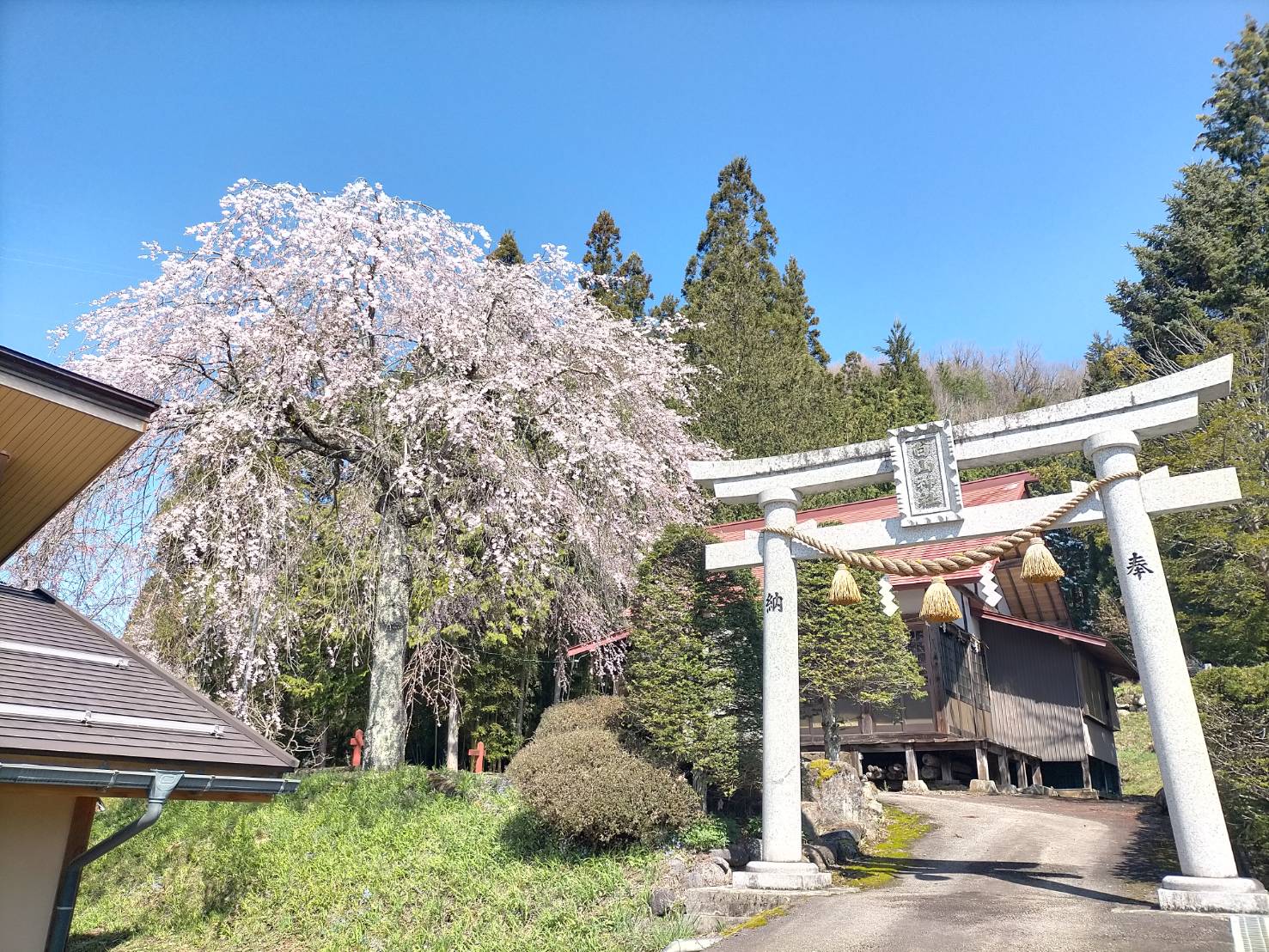 白山神社（小瀬地区）の枝垂れ桜…満開