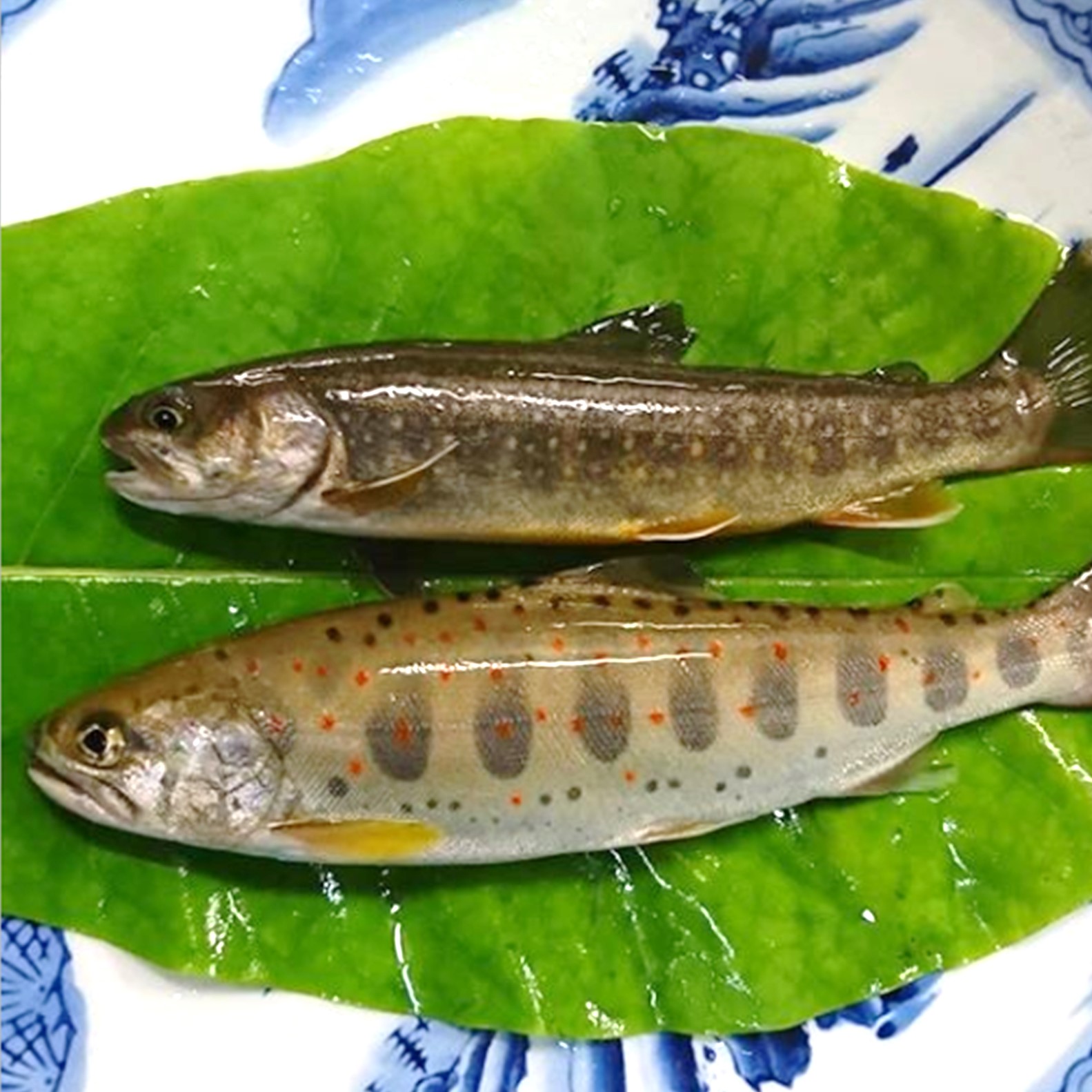 秋神川の天然アマゴ・天然イワナ