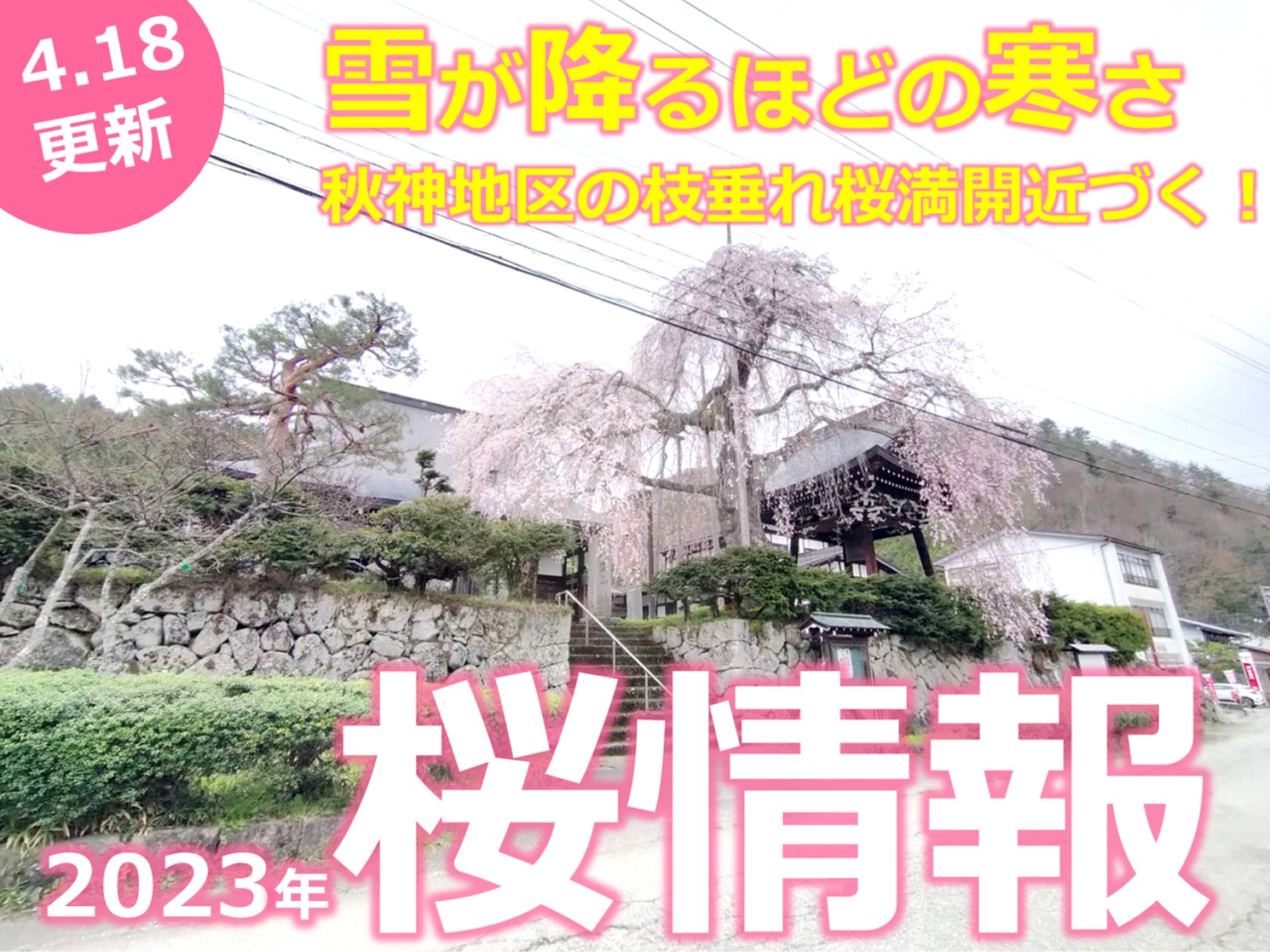 雪が降るほどの寒さ到来！4/18桜情報