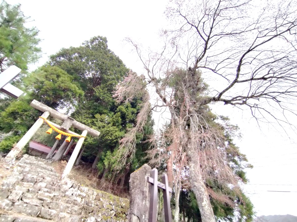一之宿神明神社の枝垂れ桜…２分咲き