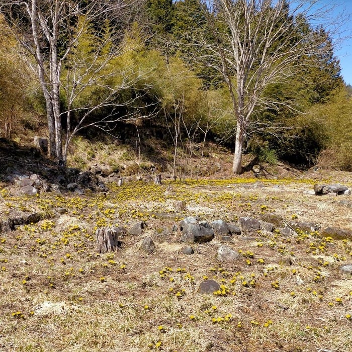 飛騨高山福寿草情報：朝日町大広