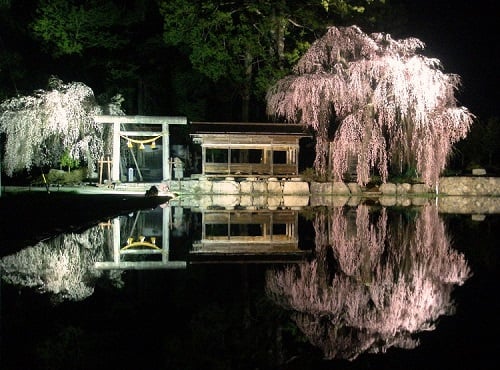 高山市朝日町枝垂れ桜ランキング第１位神明神社境内の枝垂れ桜