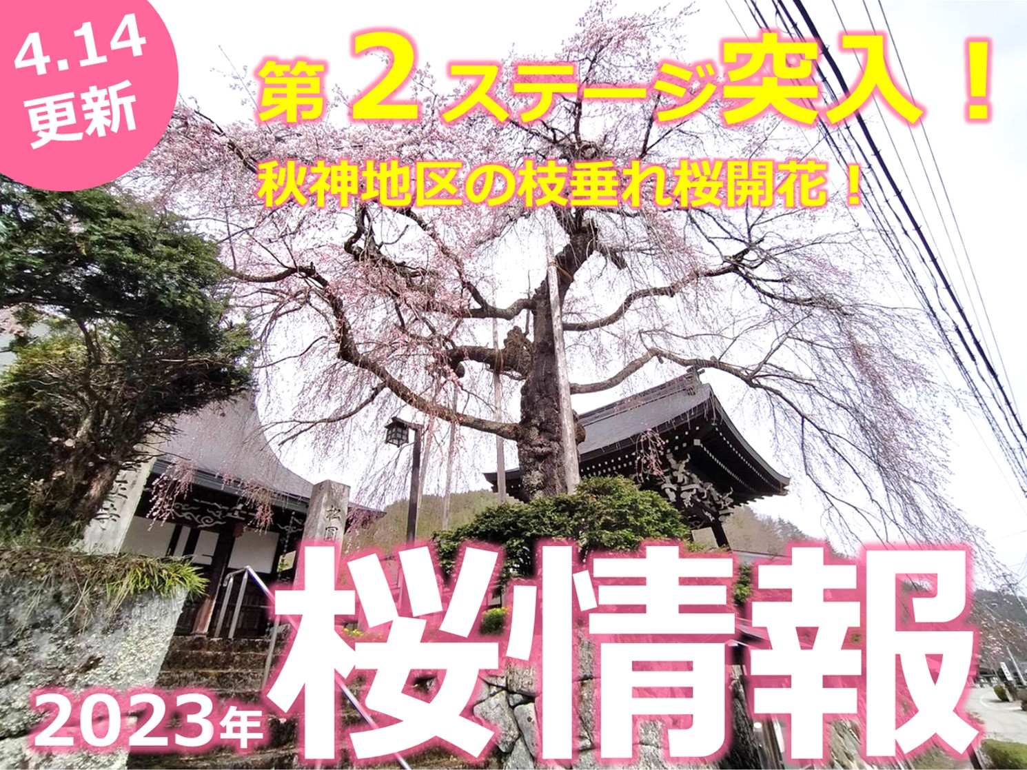 桜巡り第２ステージ突入！