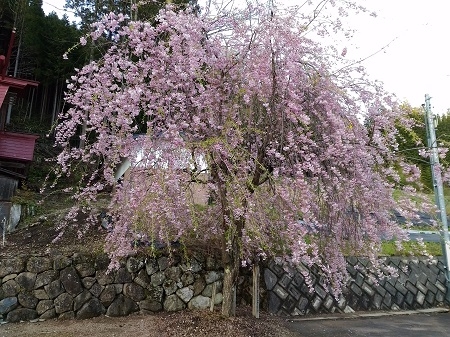 高山市朝日町見座地区金峰神社の枝垂れ桜