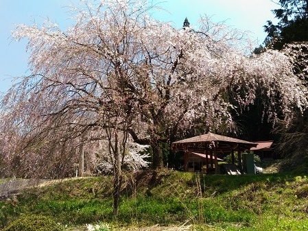 高山市朝日町大広地区神明神社御旅所の枝垂れ桜