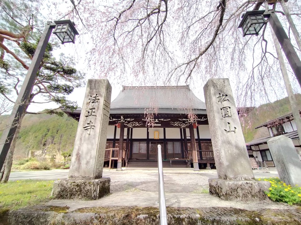 法正寺の枝垂れ桜…５分咲き