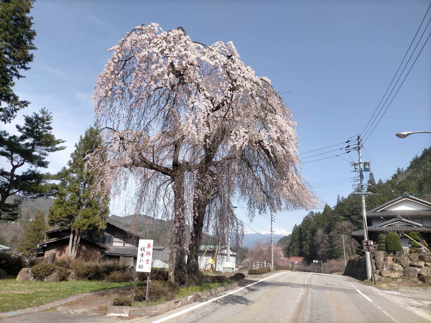 薬師堂の枝垂れ桜…満開