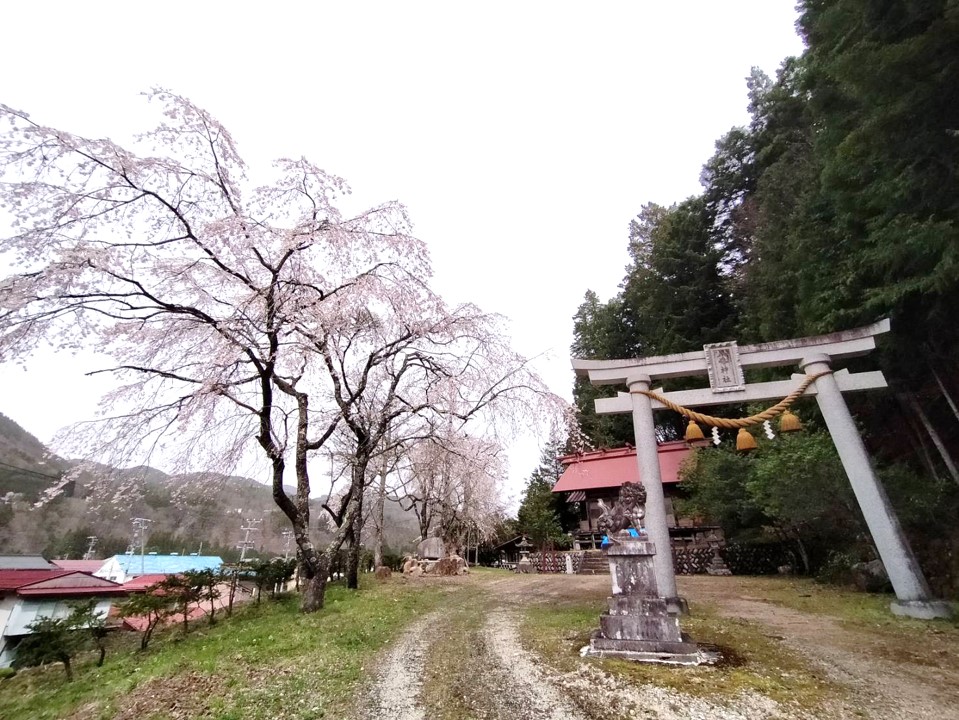 万石地区八幡神社…満開