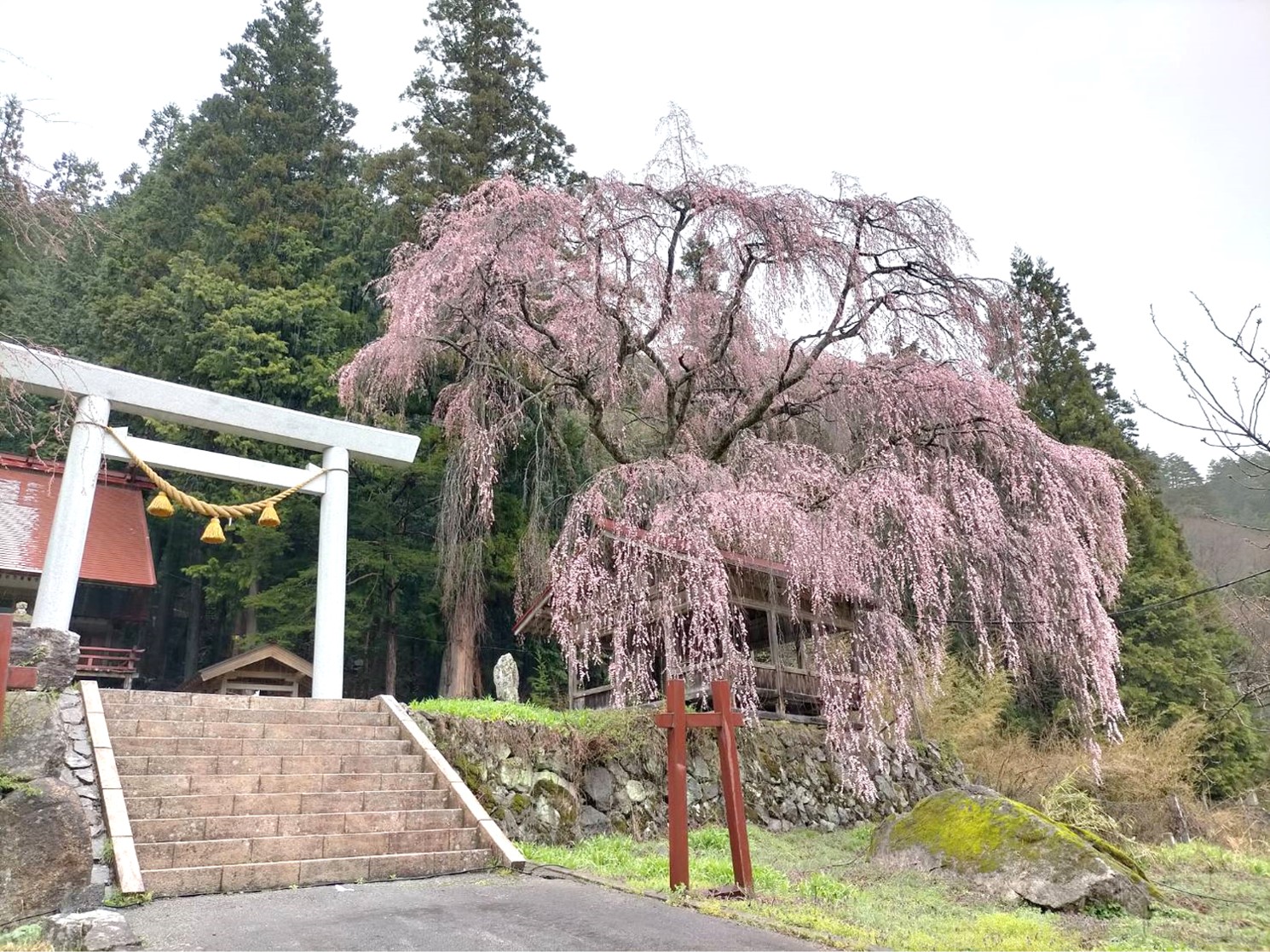 浅井神明神社…9分咲き・満開予想4/8