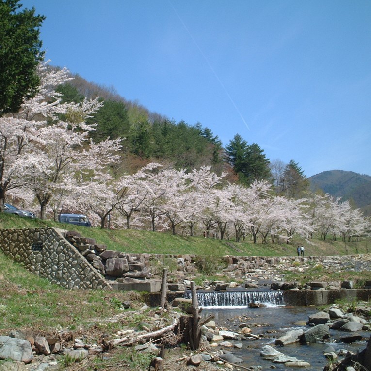 春（５月上旬）は桜がきれい！