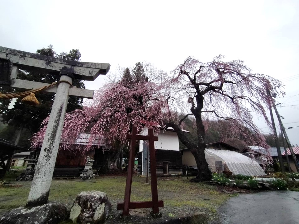 立岩神社…7分咲き・満開予想4/10