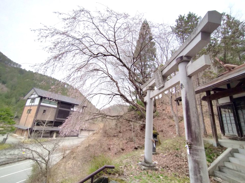 秋神ダム加茂神社…八分咲き