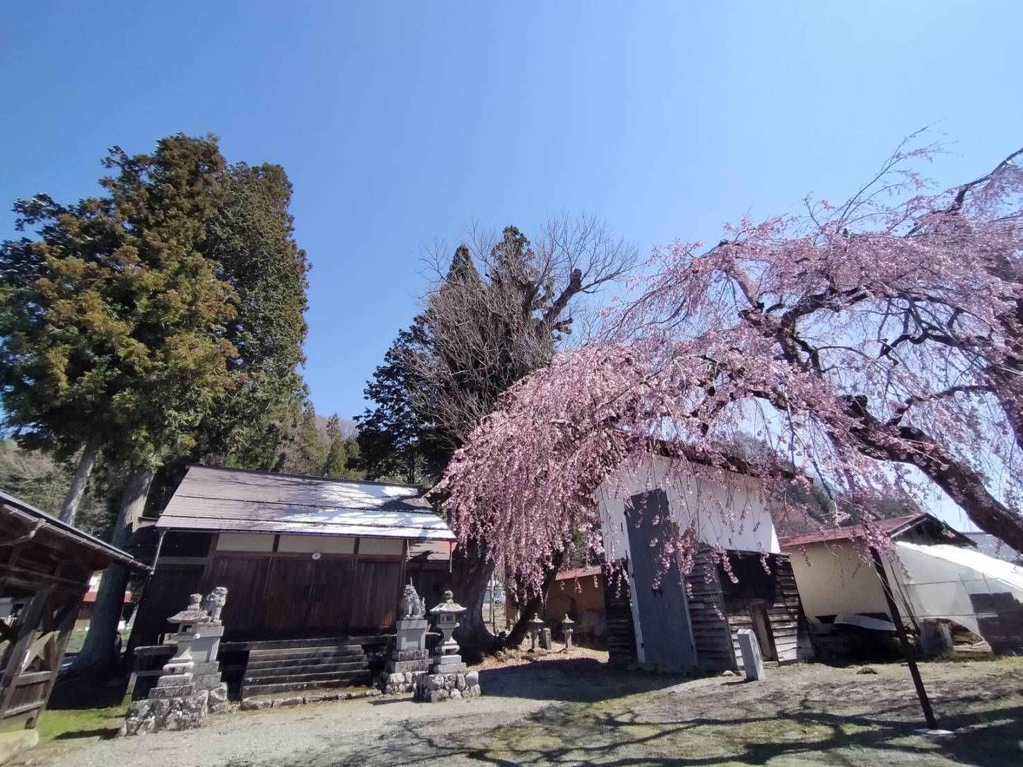 立岩神社の枝垂れ桜…7分咲き・満開予想4/11