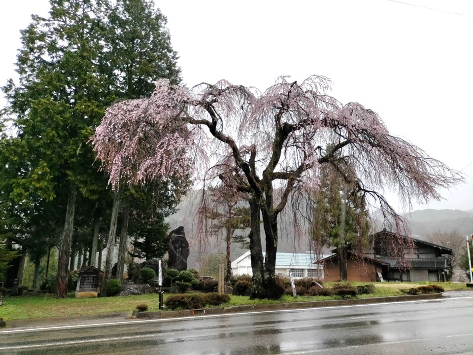 薬師堂…8分咲き・満開予想4/10