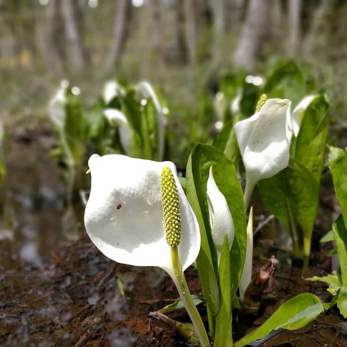 飛騨高山　美女高原の水芭蕉2