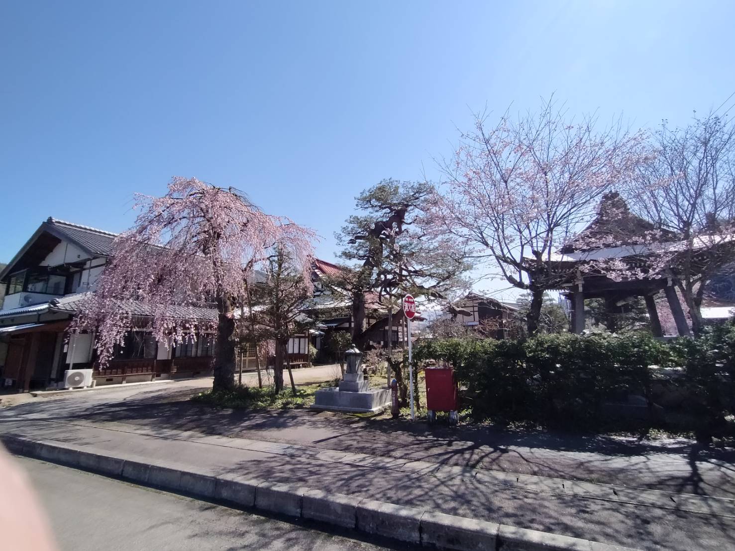 常照寺の枝垂れ桜…８分咲き・満開予想4/11