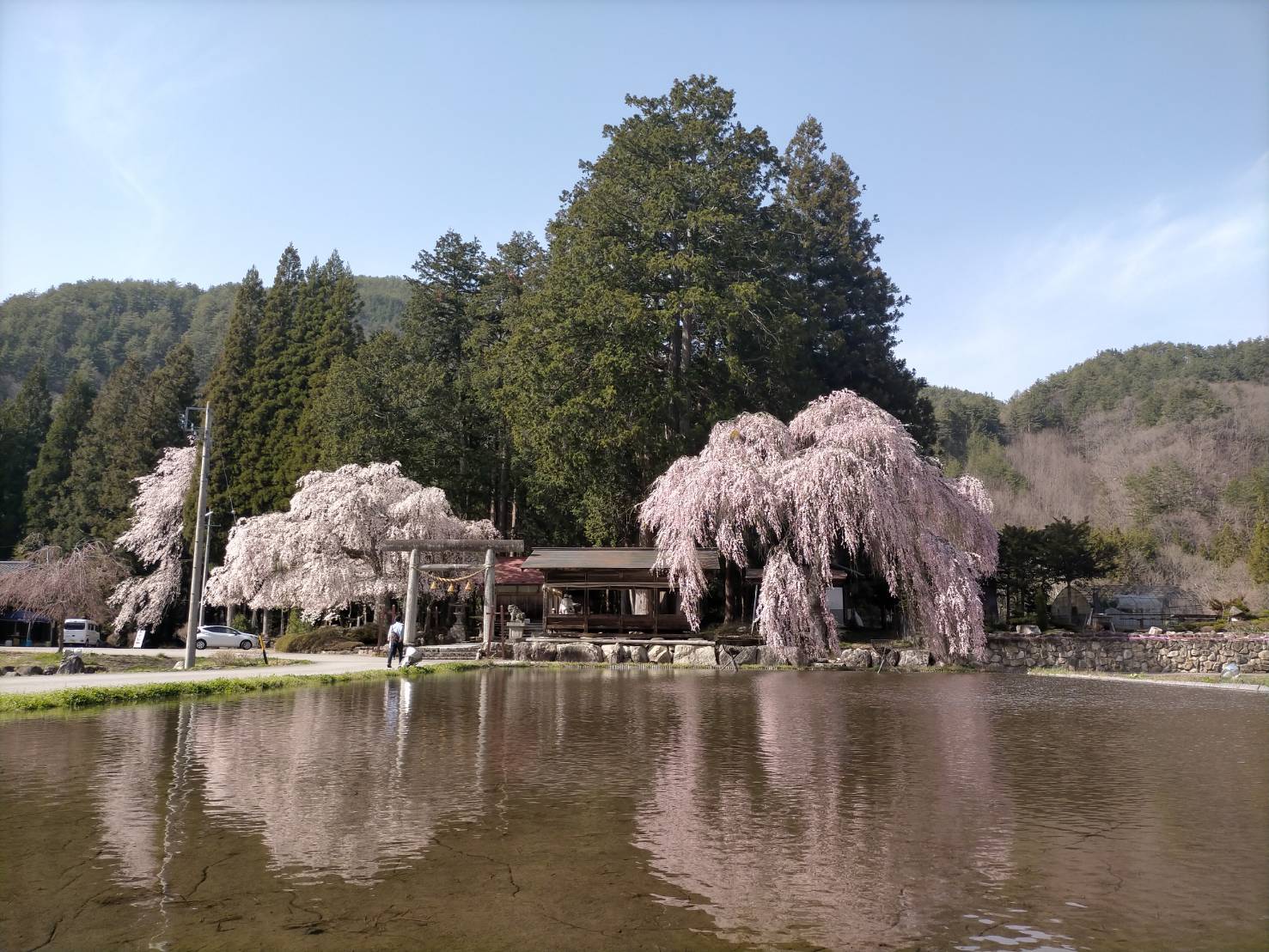 青屋神明神社の孫桜・子桜…満開