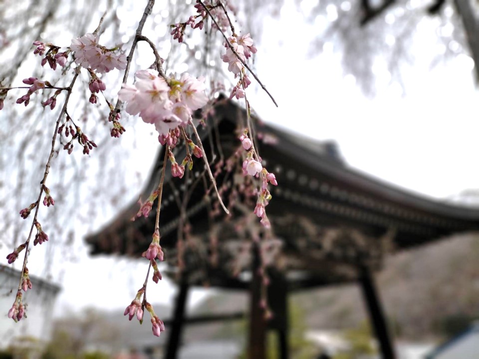 法正寺の枝垂れ桜…５分咲き