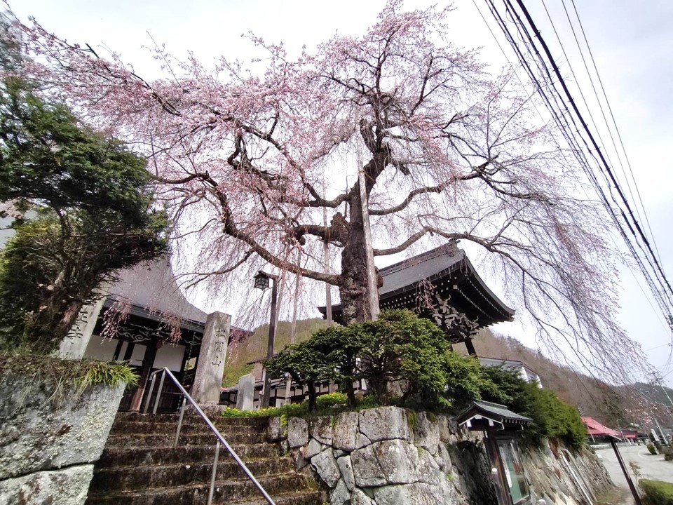 法正寺の枝垂れ桜…５分咲き