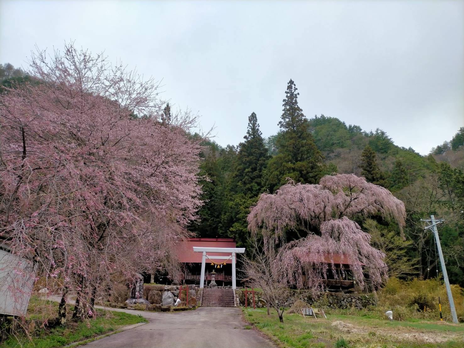 枝垂れ桜ライトアップ情報