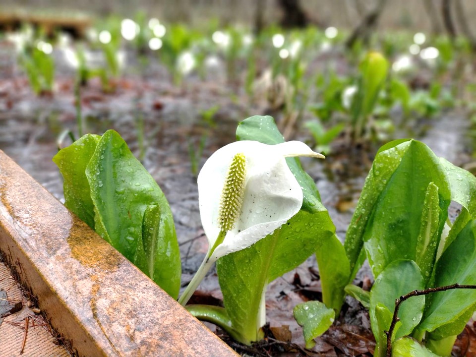 美女高原の水芭蕉