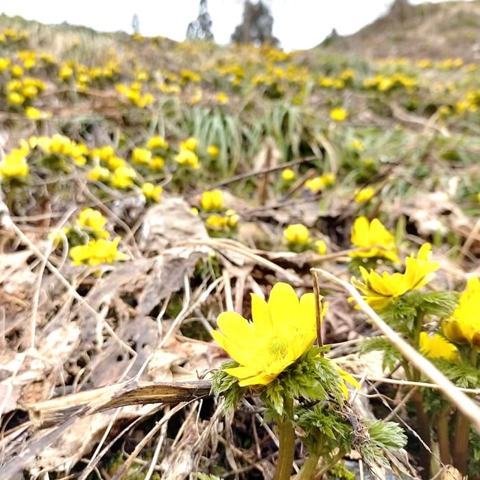 飛騨朝日福寿草情報0326