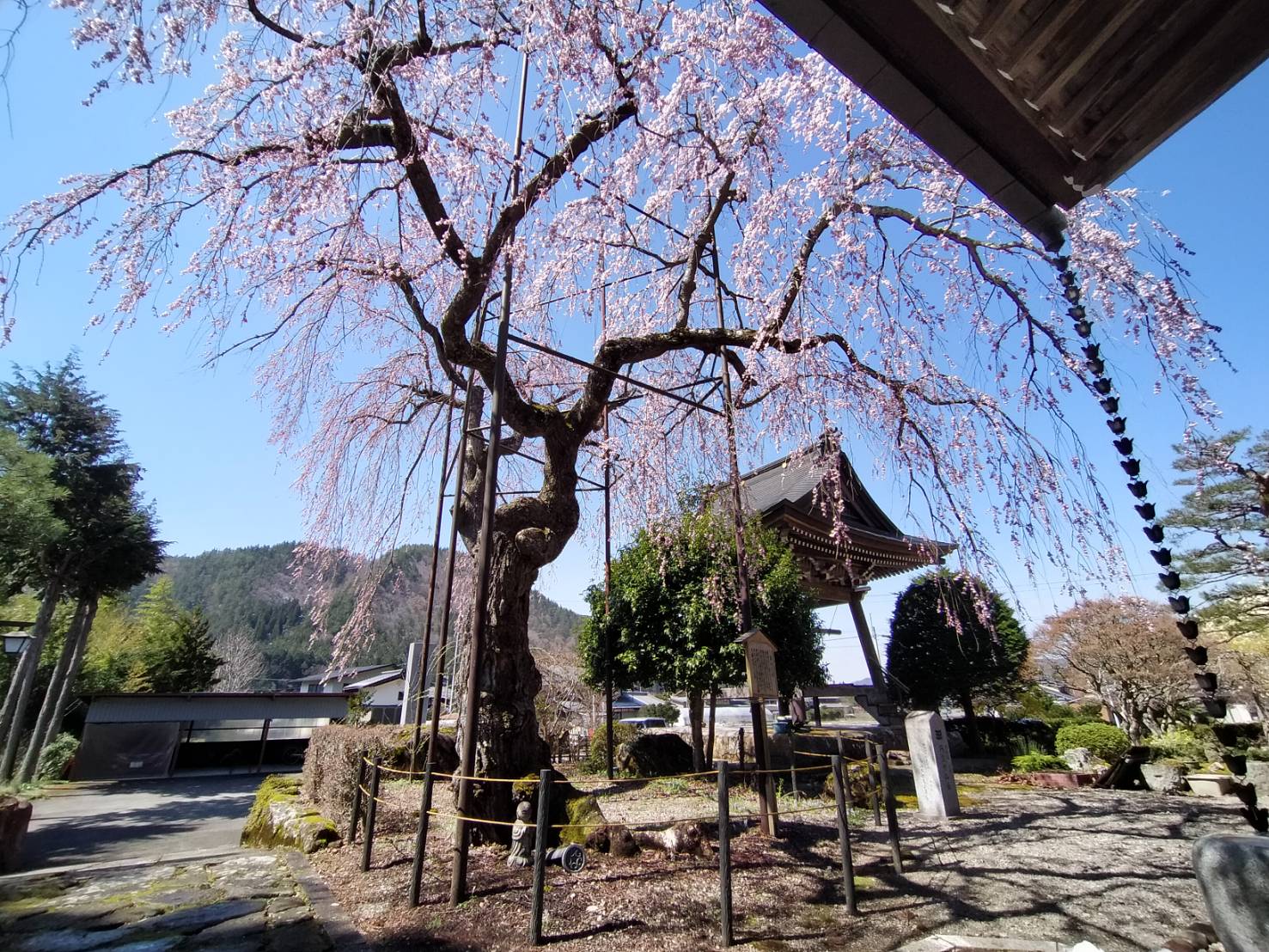 宝蓮寺の阿弥陀桜…9分咲き・満開予想4/10